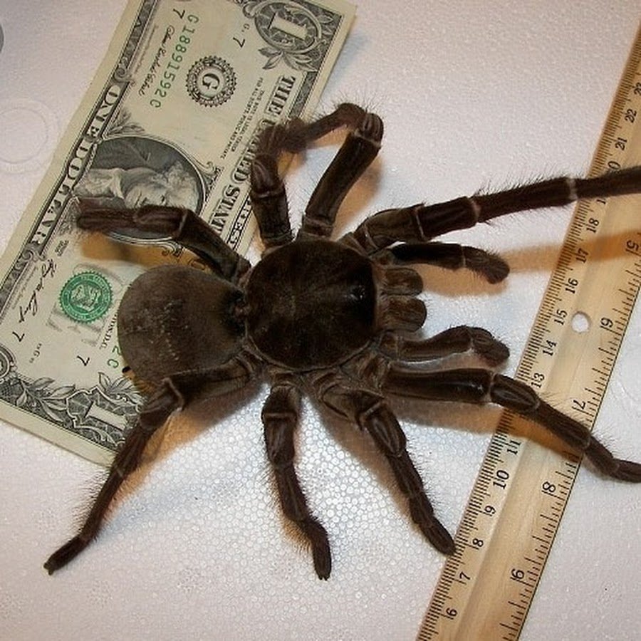 Паук Хантсмен Австралии