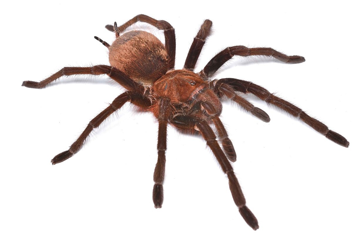 Паук птицеед Голиаф