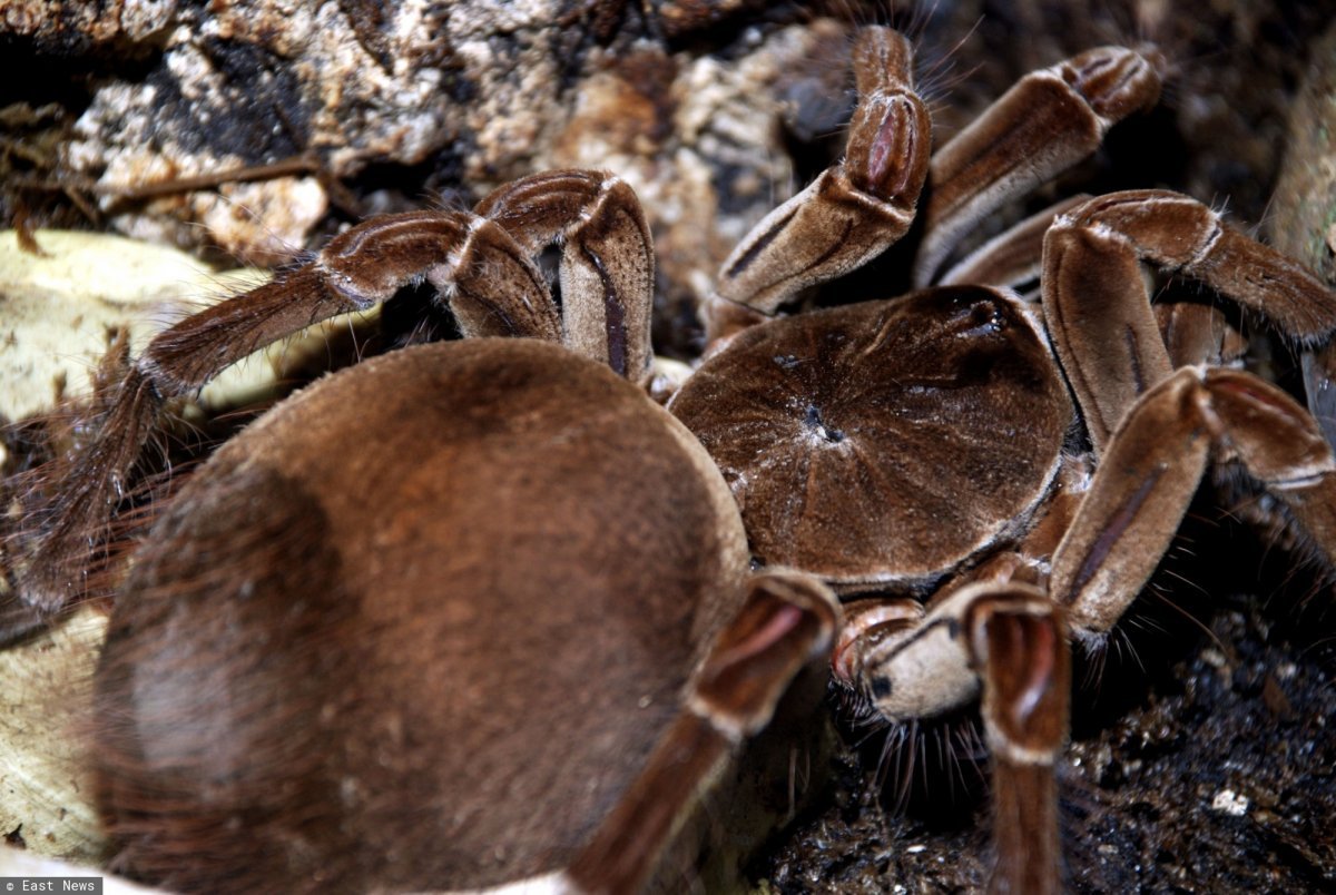 Паук птицеед Голиаф