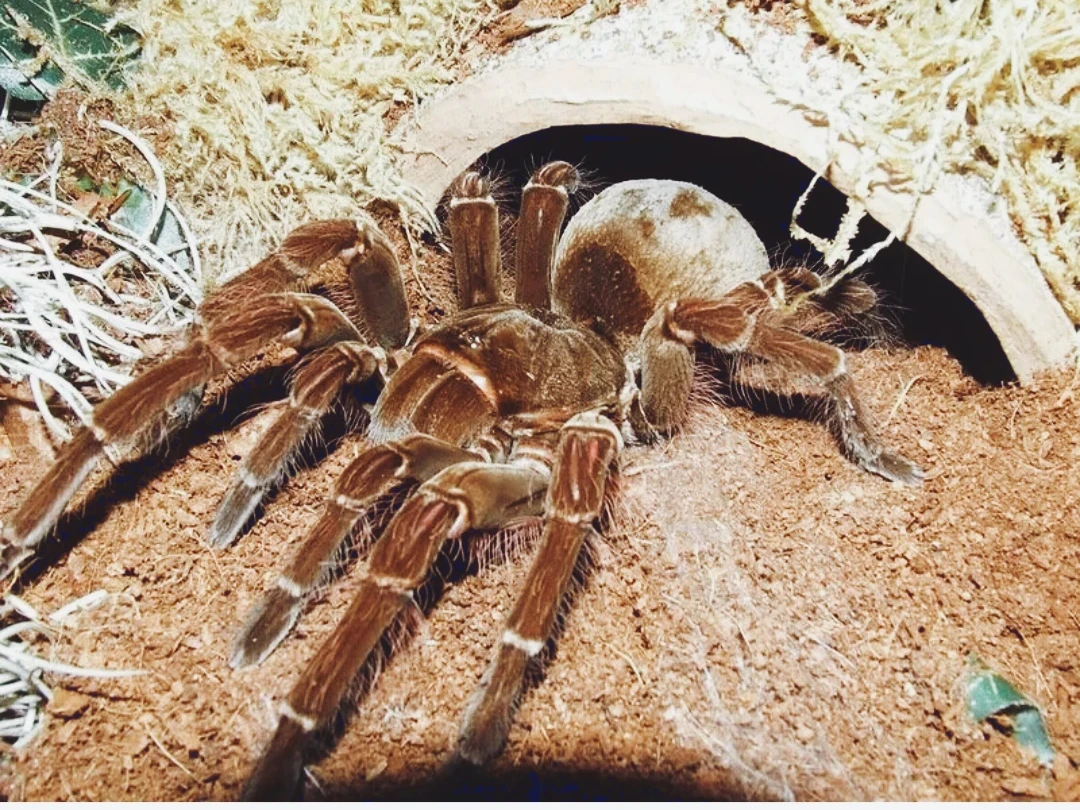 Странствующий паук Голиаф