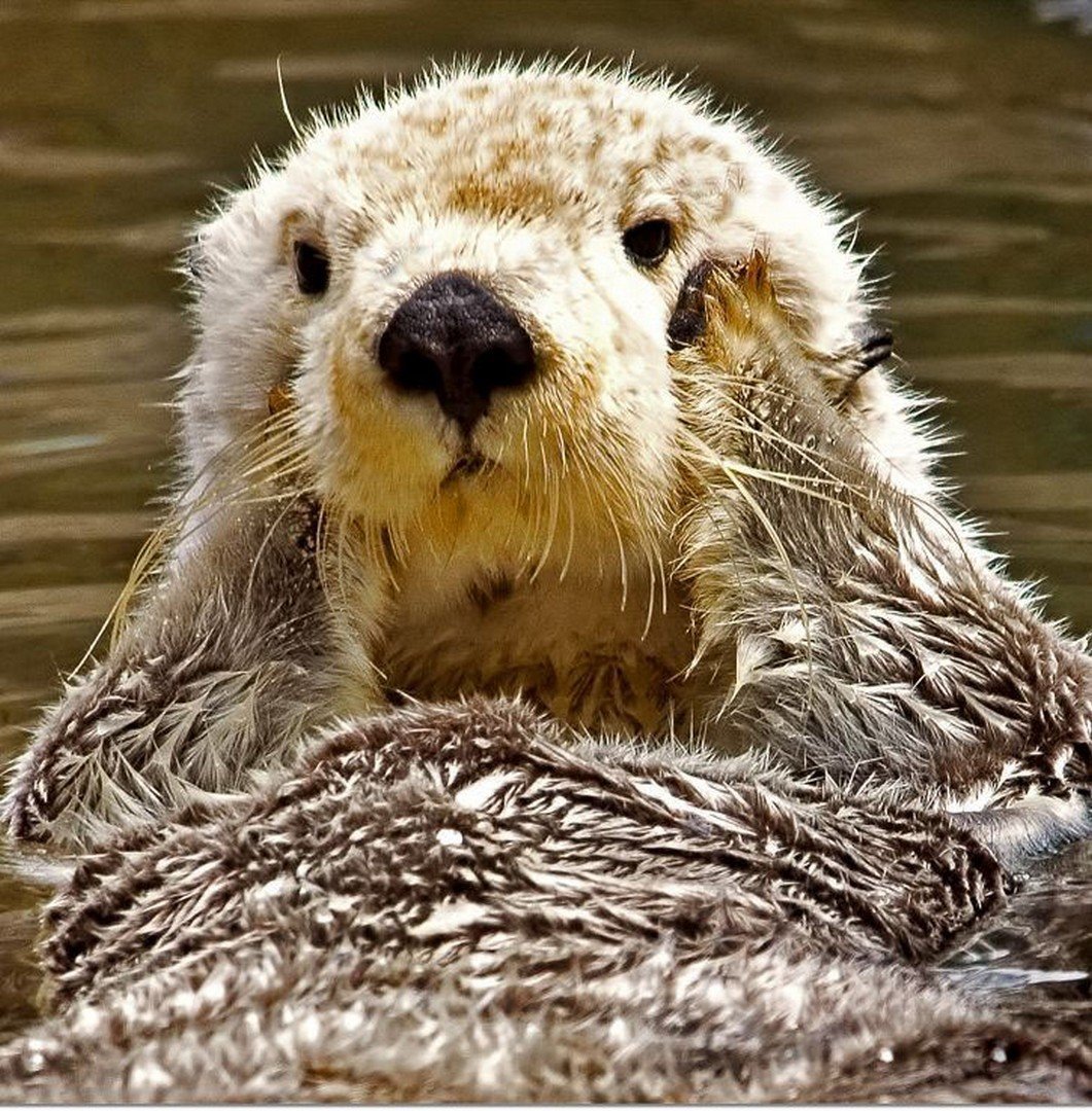 Бобер смешной