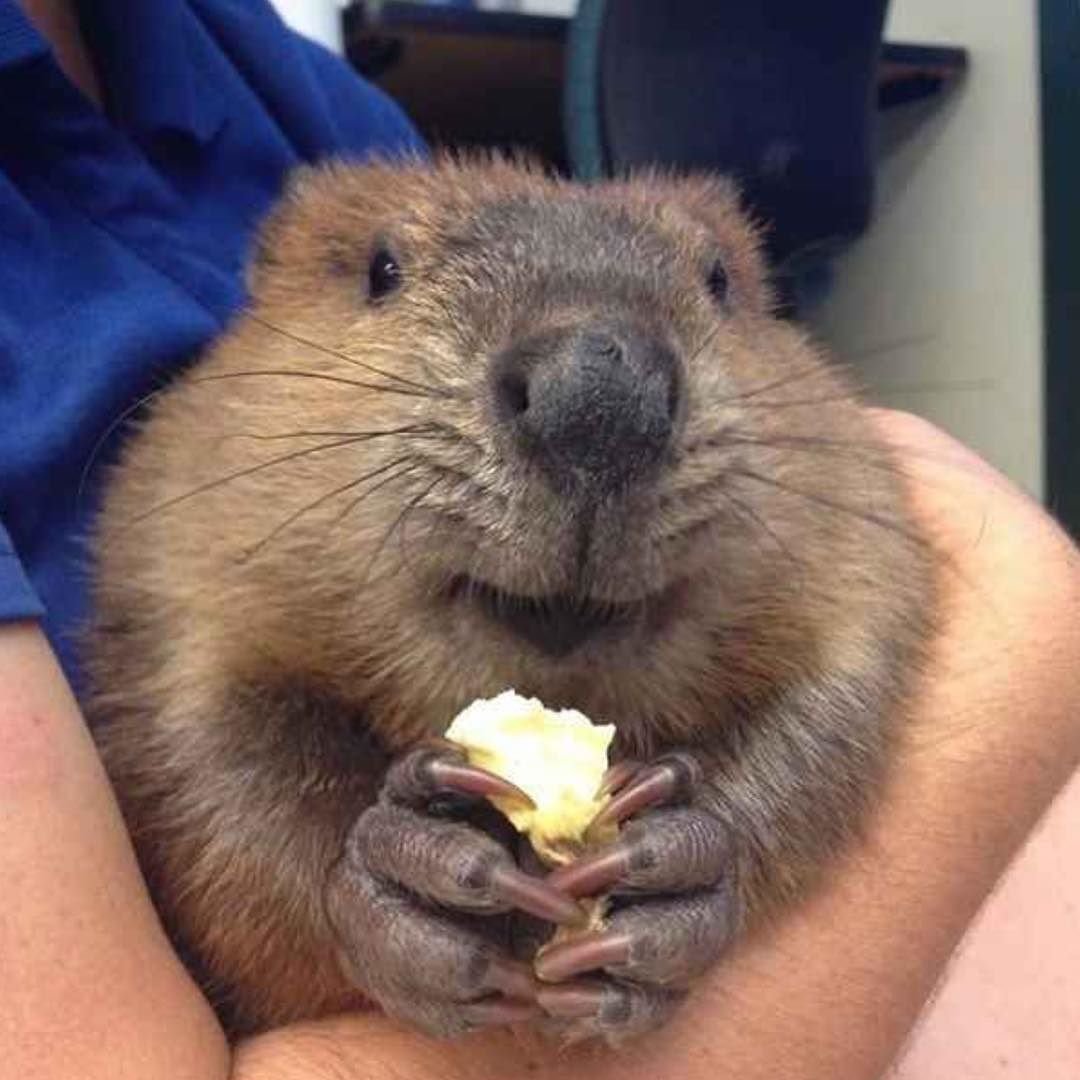 Бобрята фото