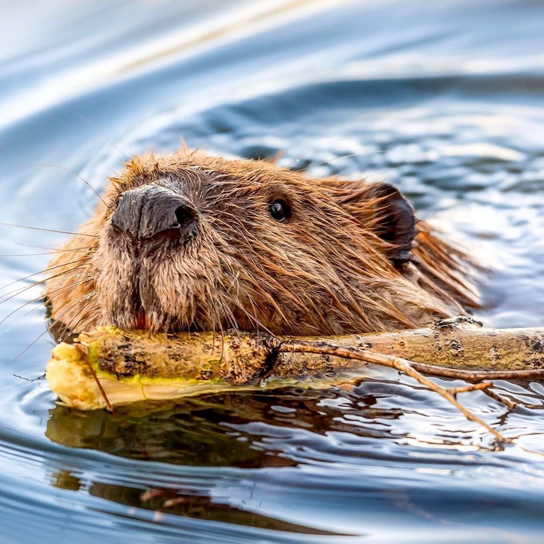 Выдра Гарри
