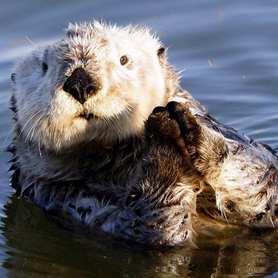 Бобер бобриха и Бобренок