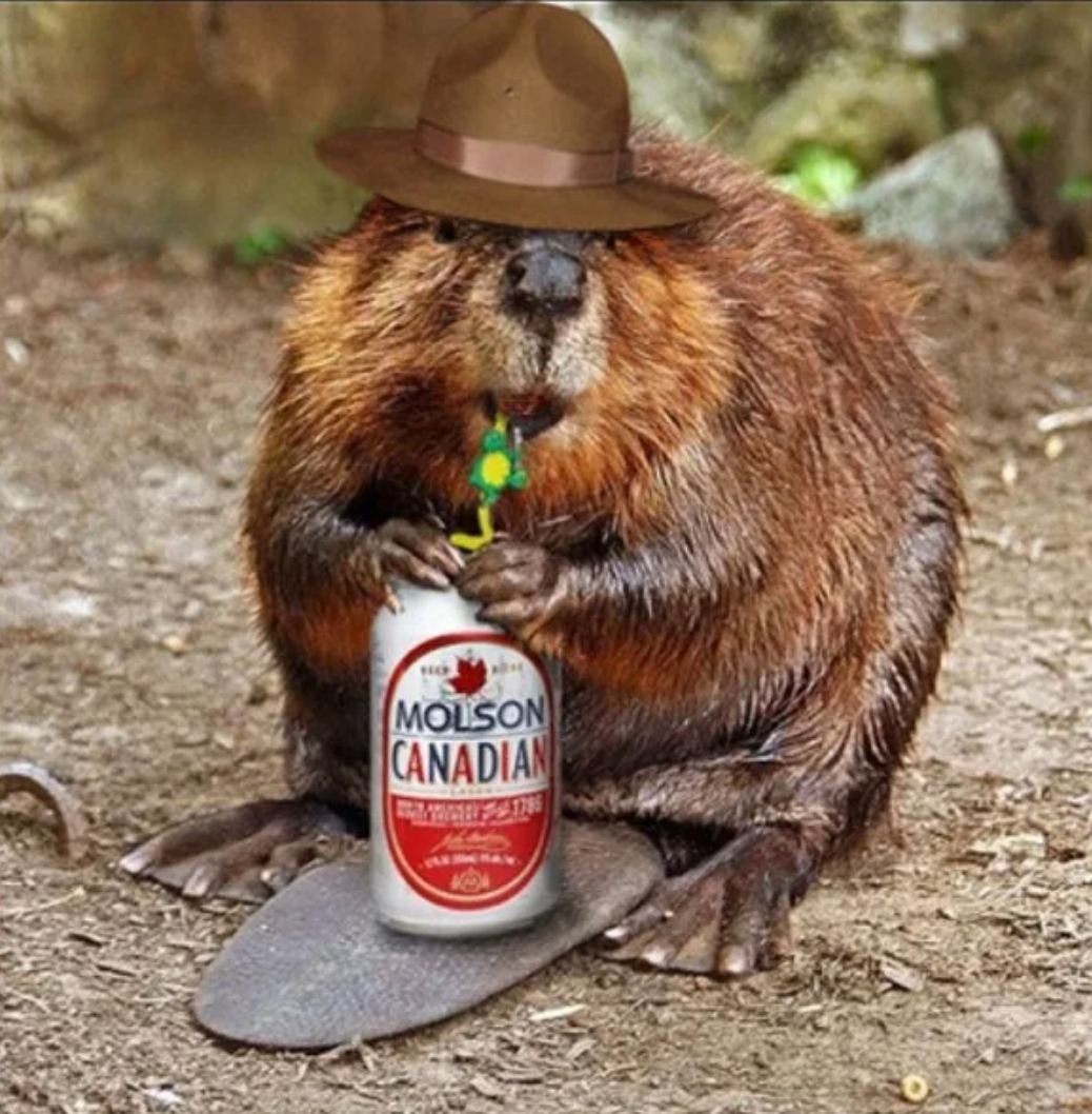 Маленький бобер