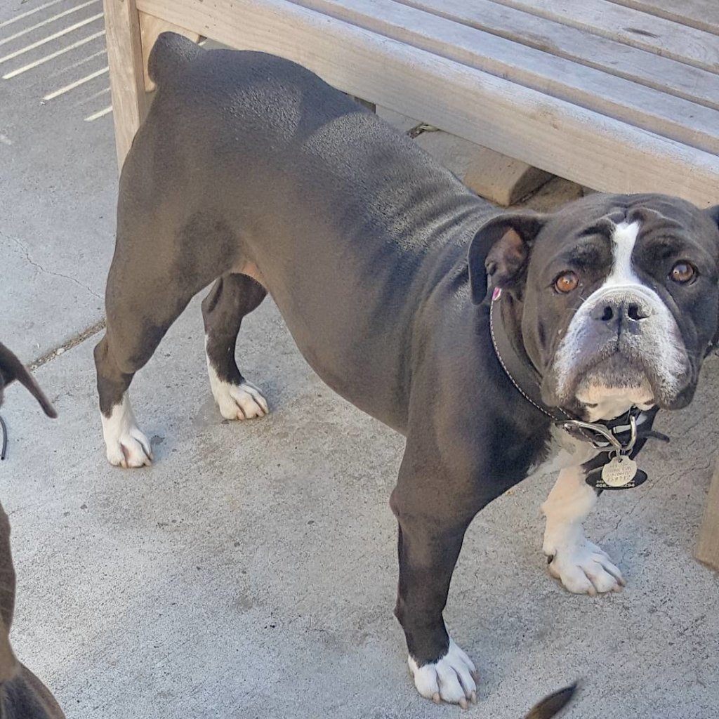 Метис боксера и английского бульдога