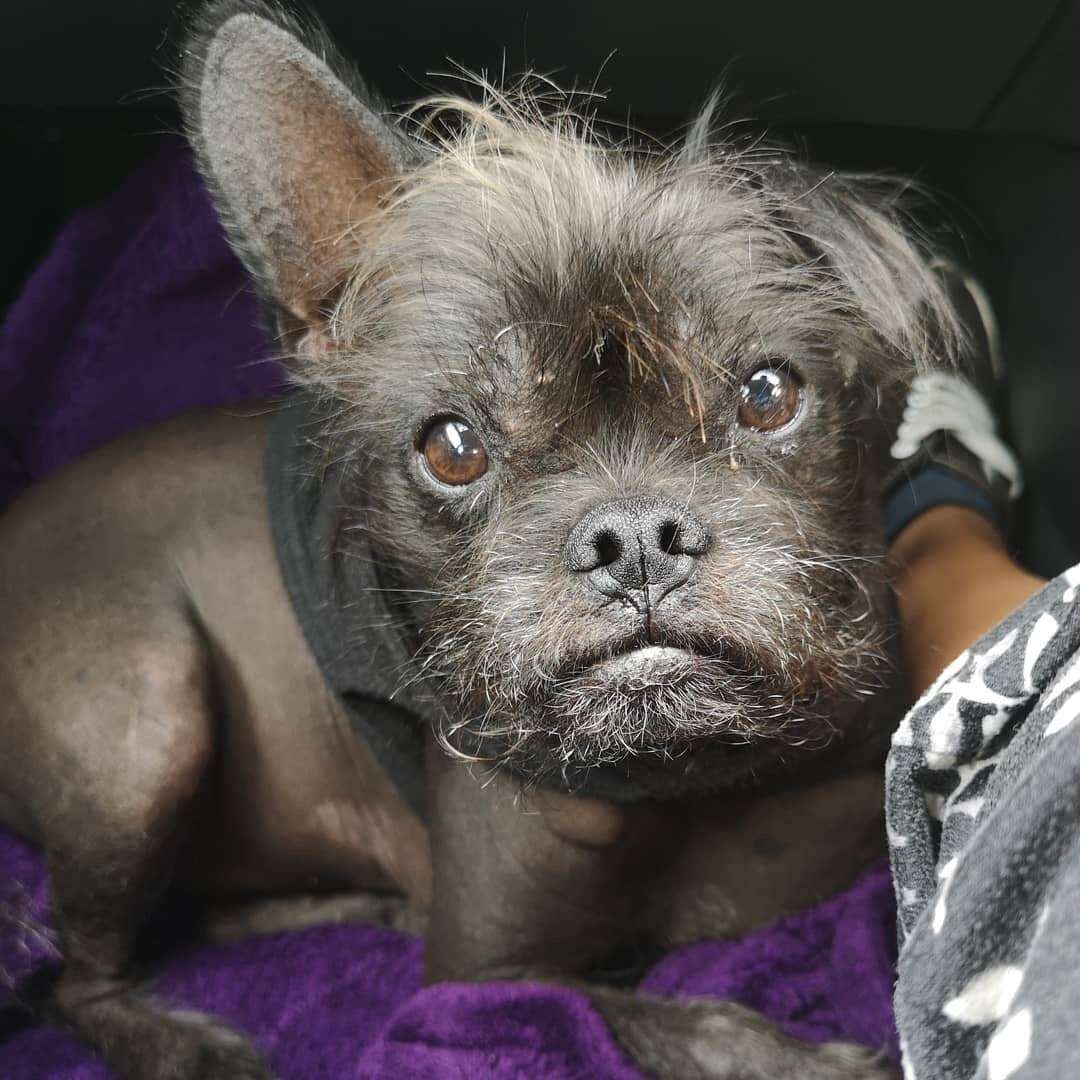 Питбуль и хаски