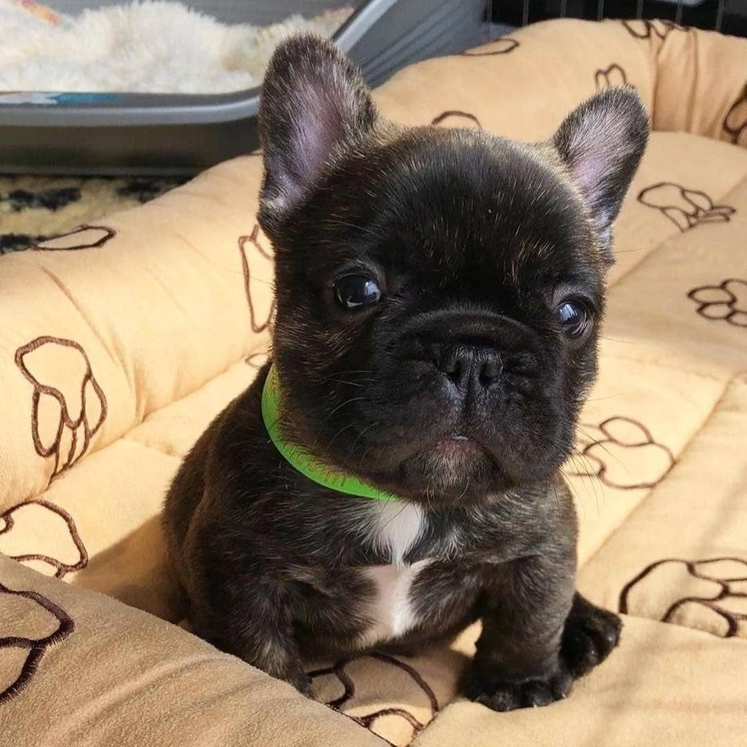 Метис французского бульдога