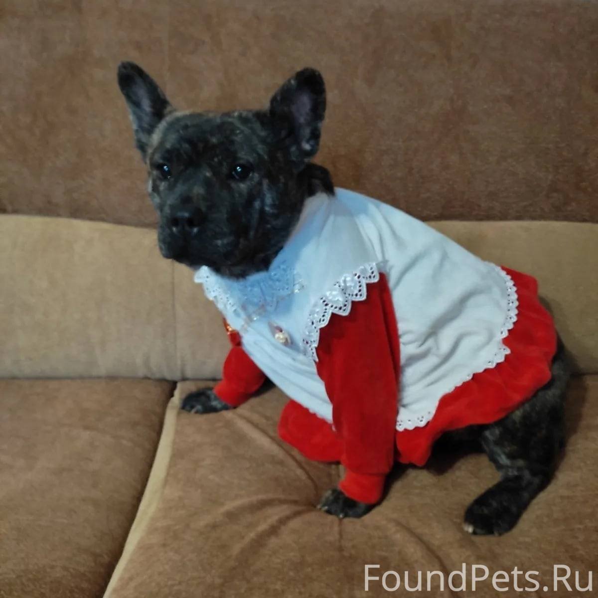 Длинношерстный бульдог флаффи