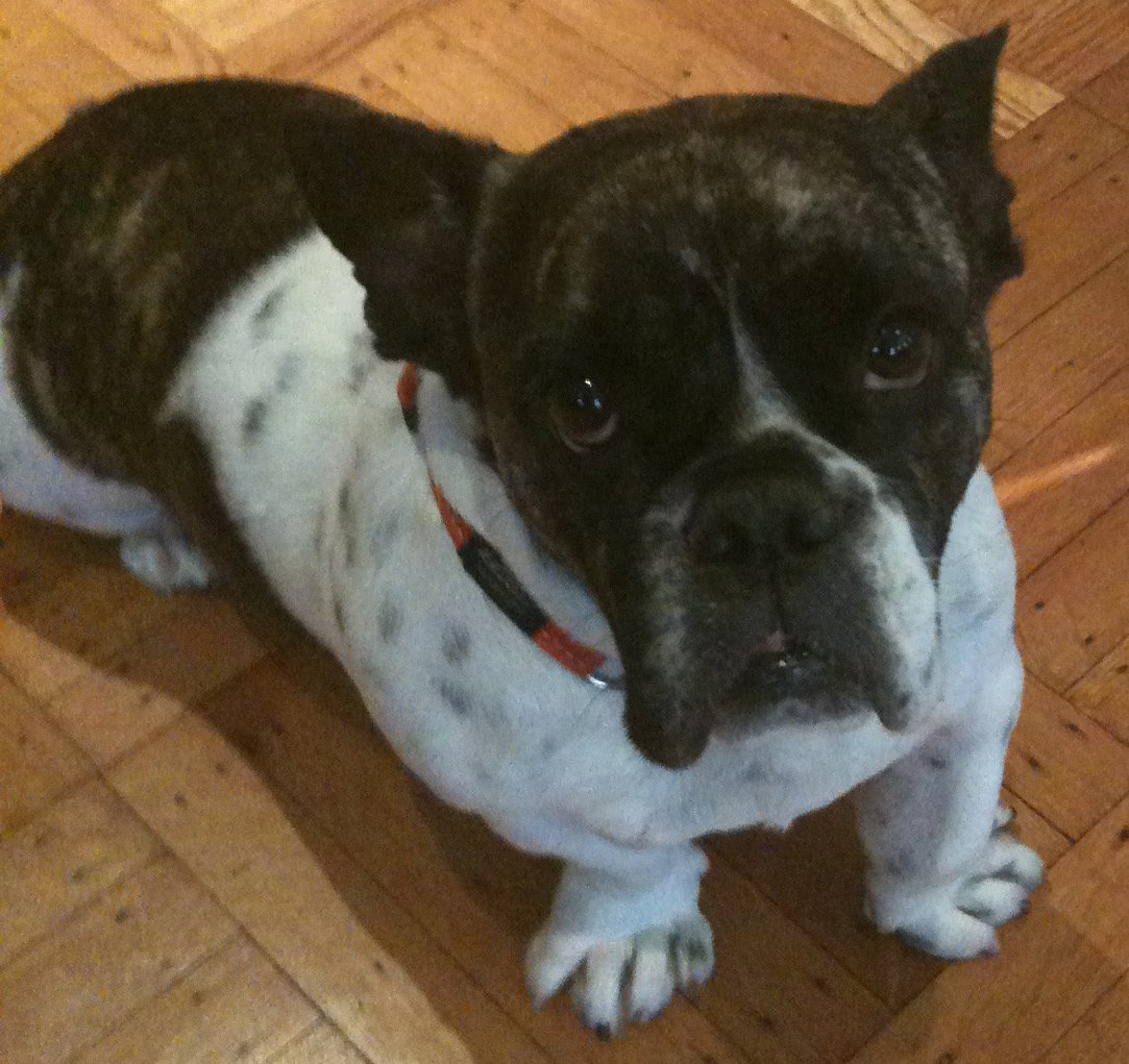 Бигль французский бульдог щенки