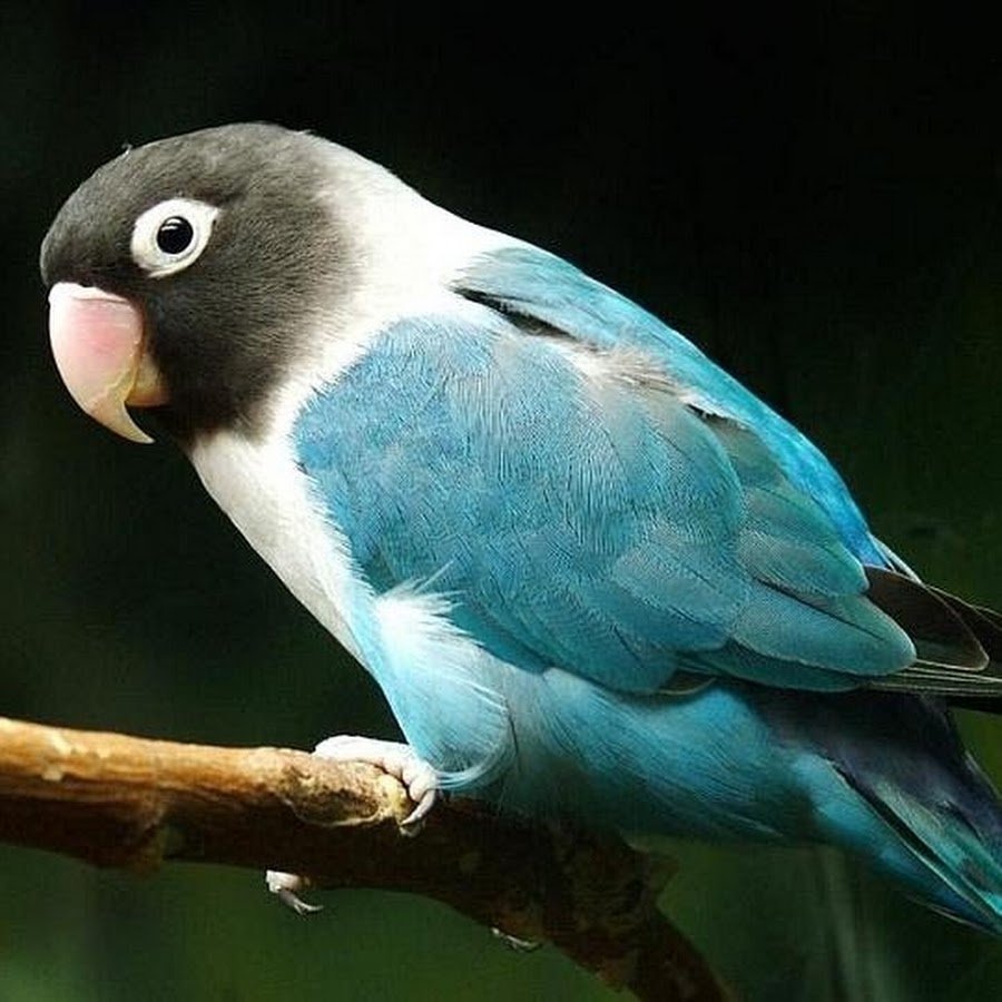 Масковый блестящий попугай