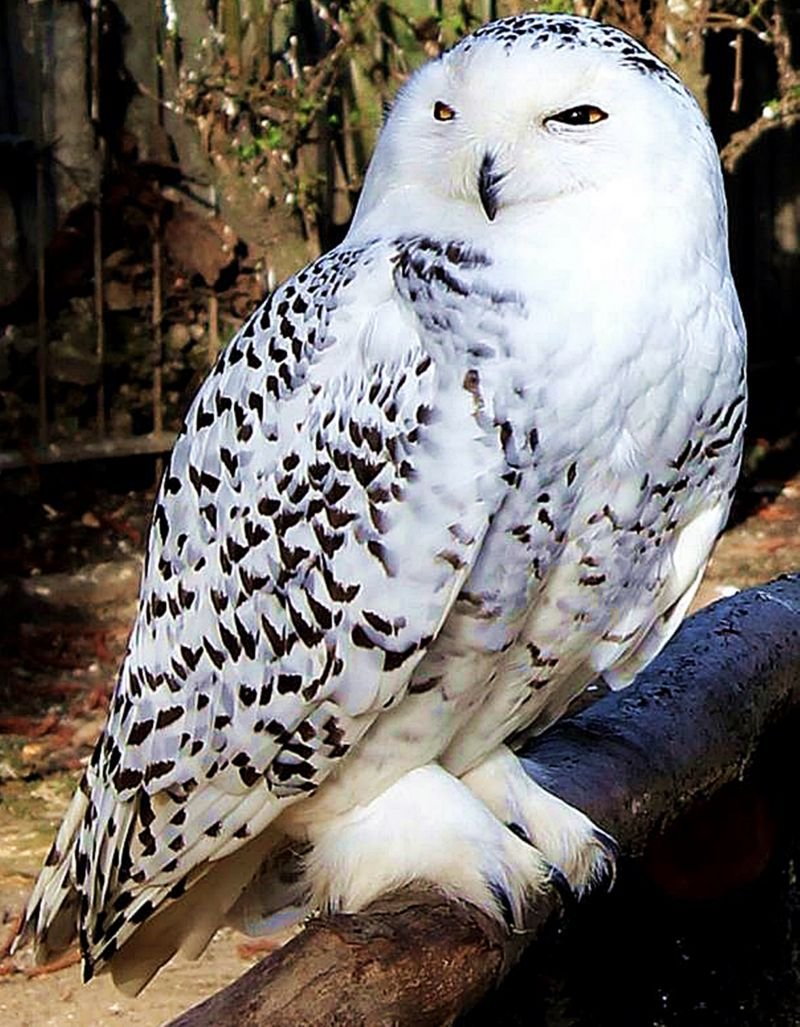 Сноу Сова