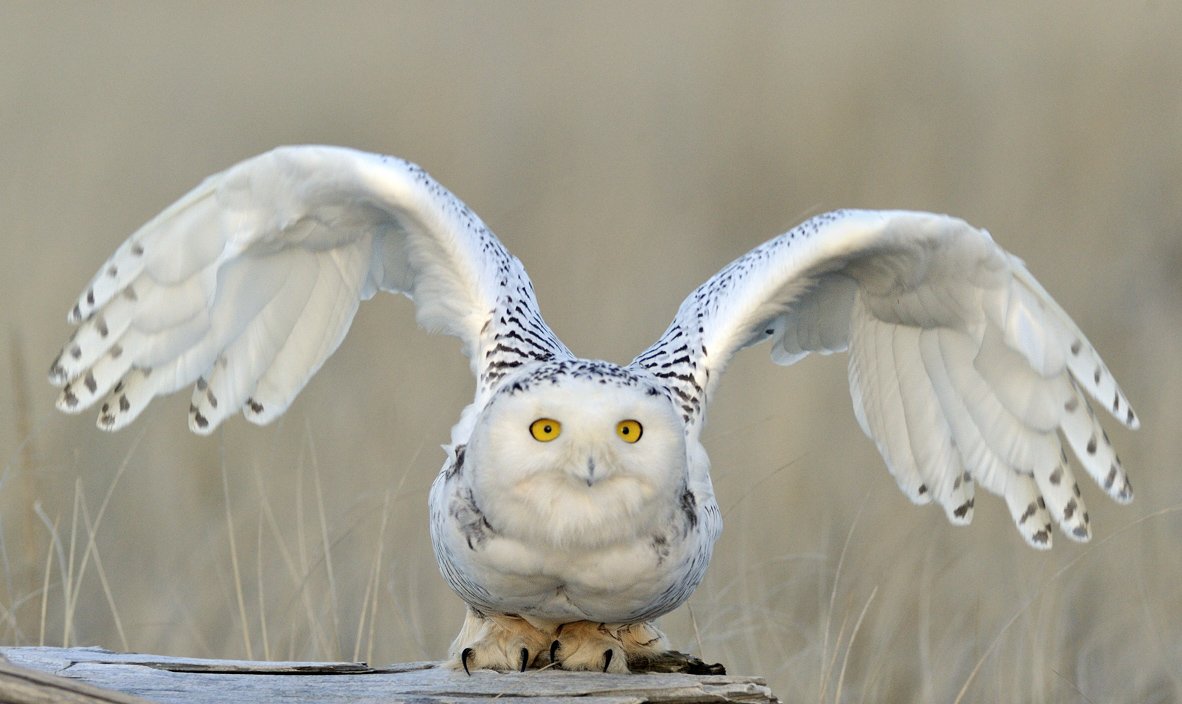 Белая Сова спит