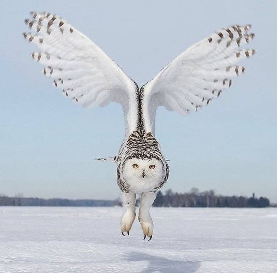 Полярная Сова лапки