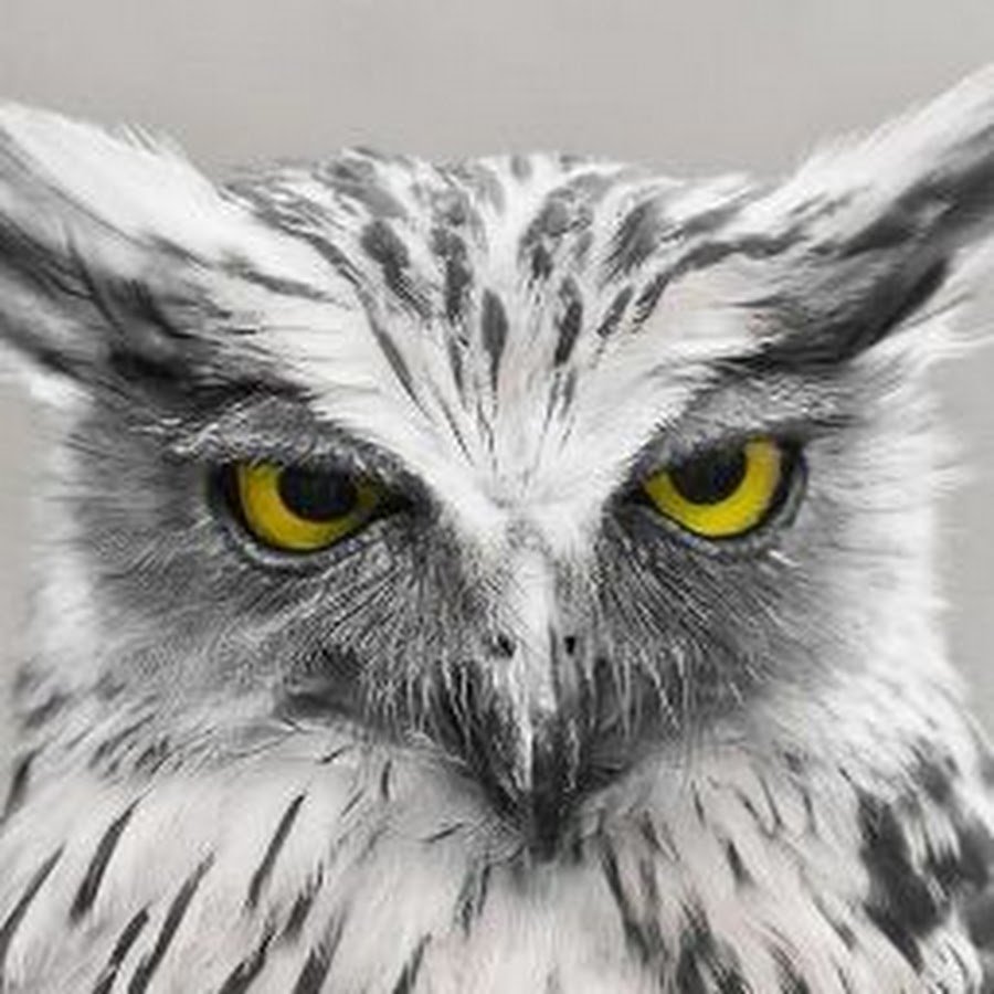 Совообразные Полярная