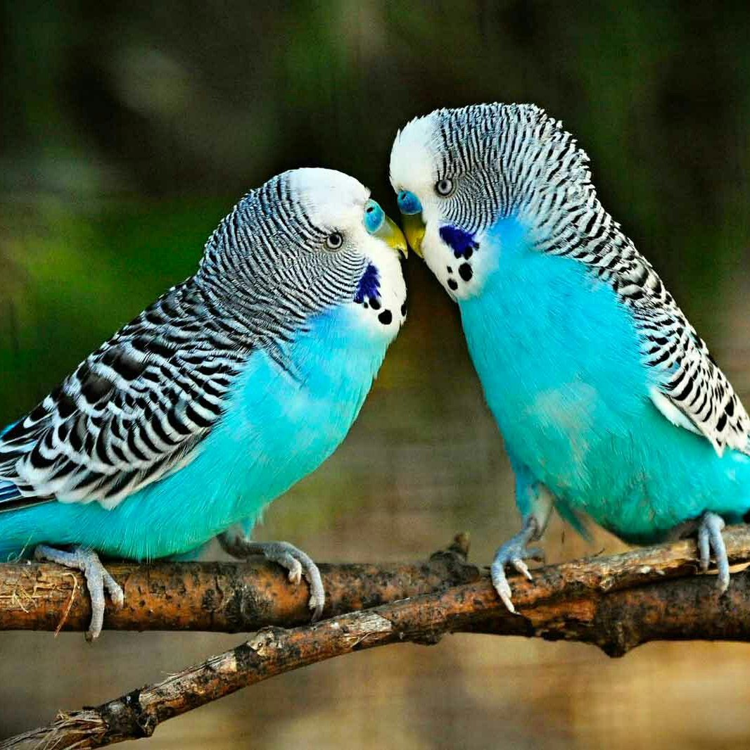 Разные попугаи волнистые полными