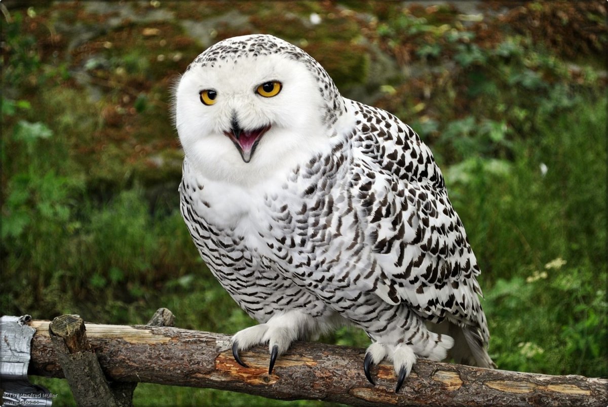 Гибрид Филина и полярной Совы