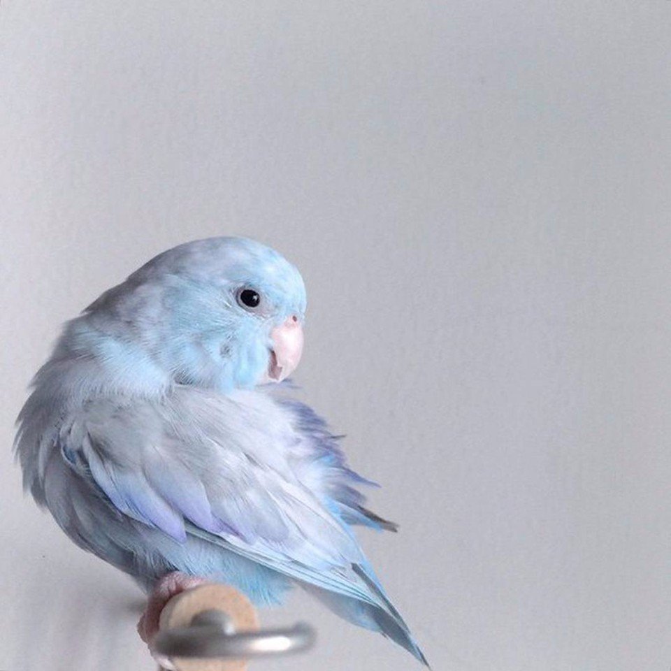 Воробьиный попугай голубой