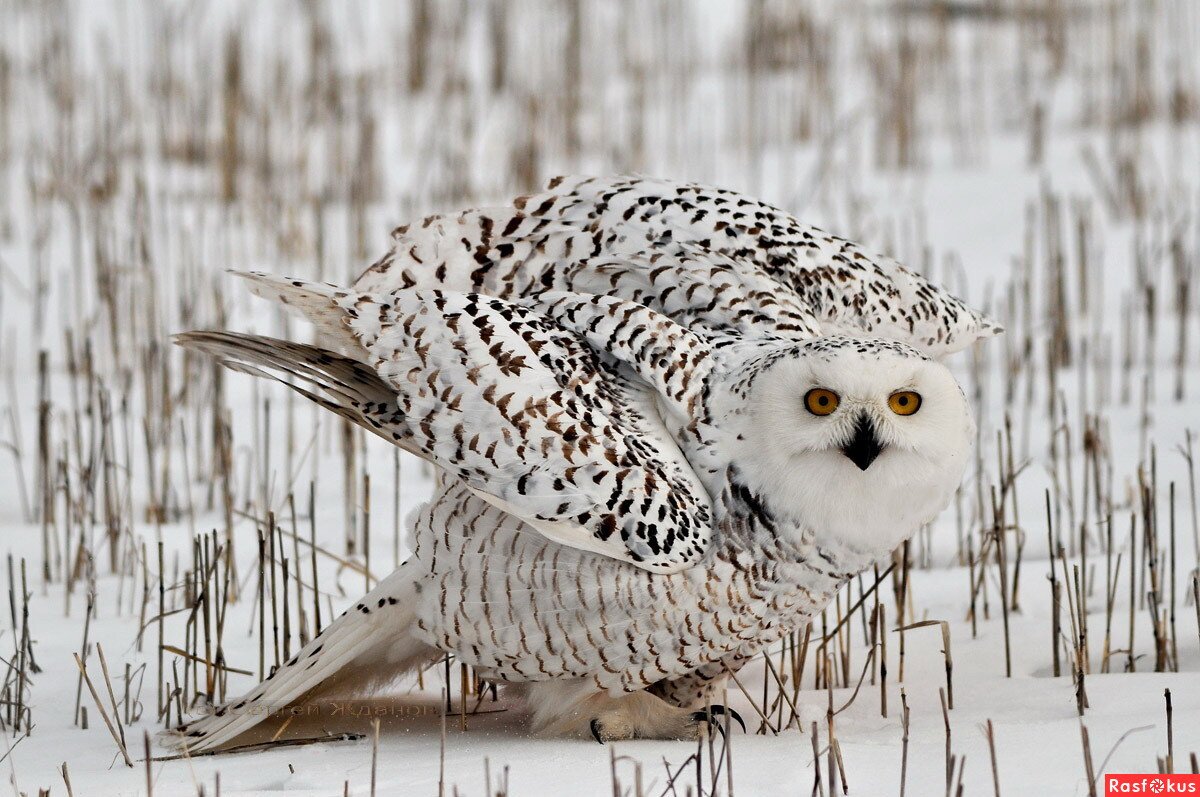 Распушилась Полярная Сова
