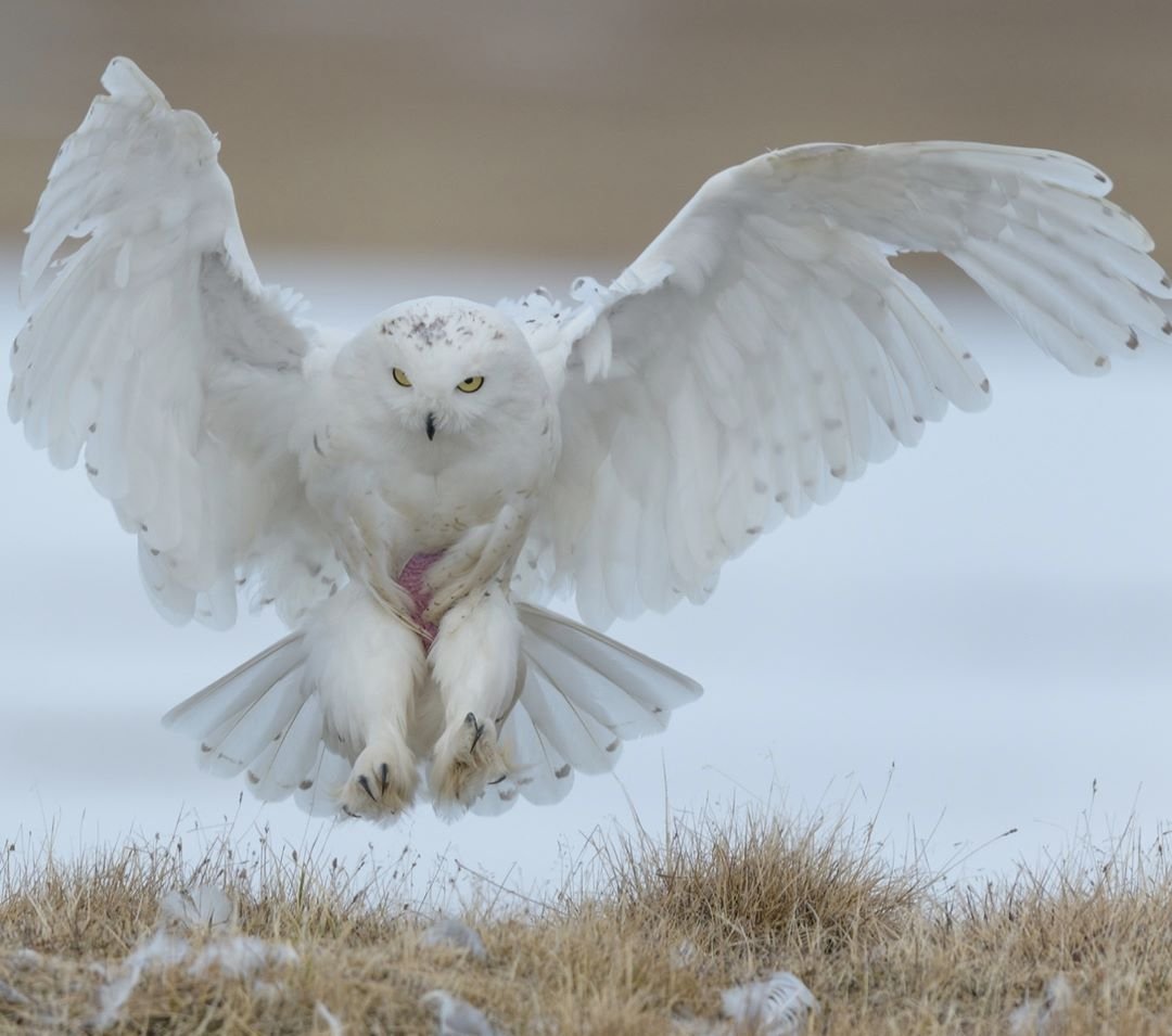 Белая совас распаленными крыльями