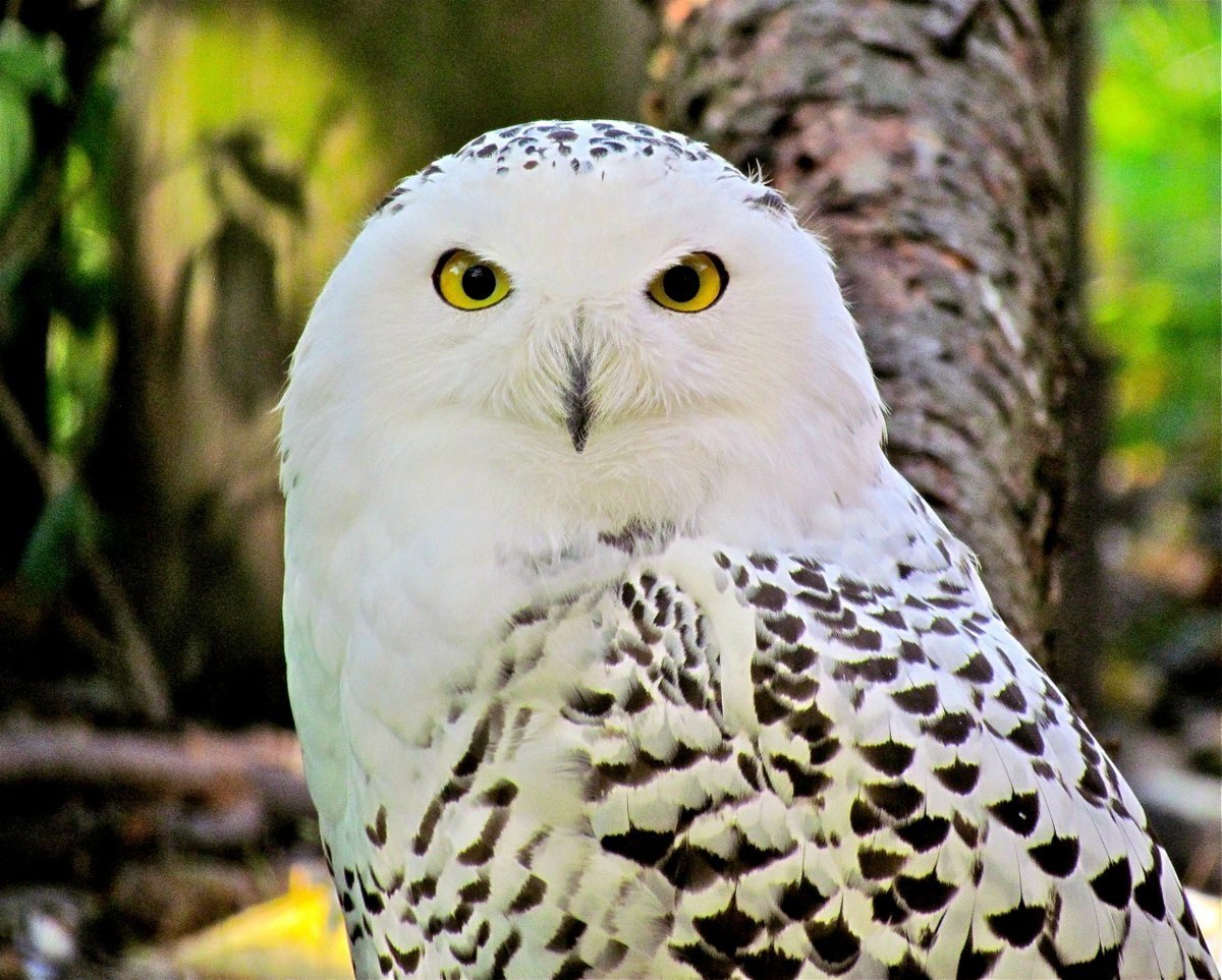 Северная Полярная Сова