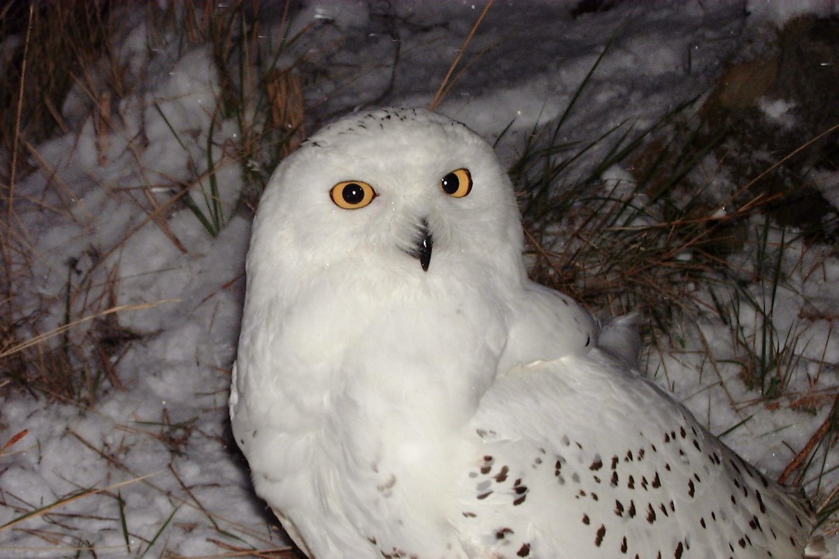 Снежная Сова (Bubo scandiacus)