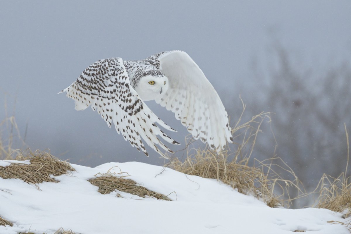 Полярная Сова птица