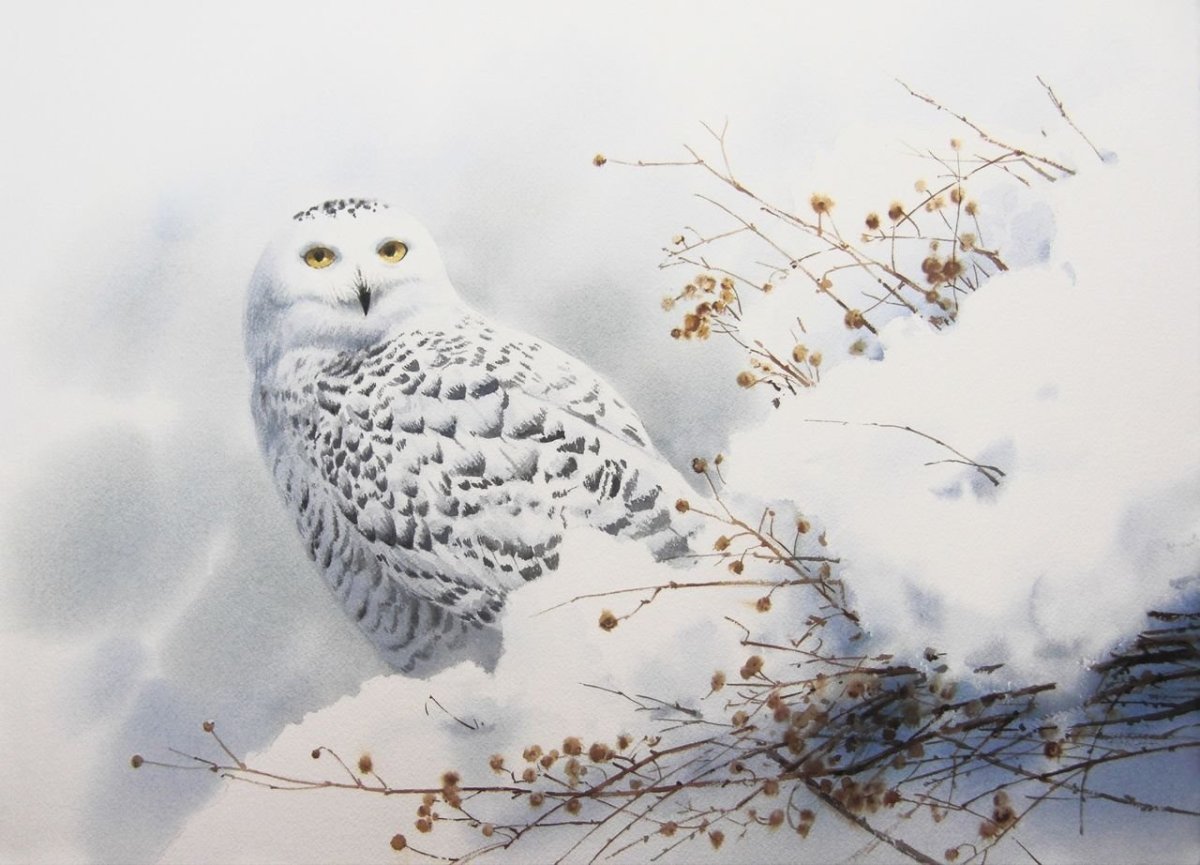 Полярная Сова акварель
