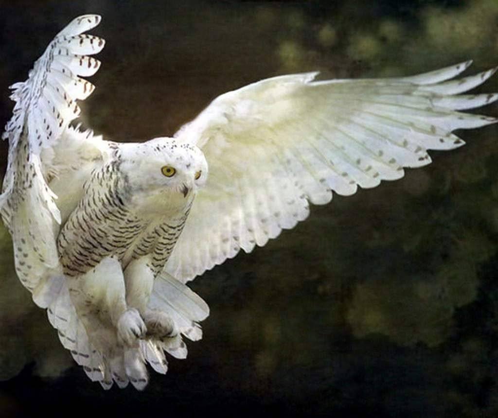 По славянскому 2015 белый Филин