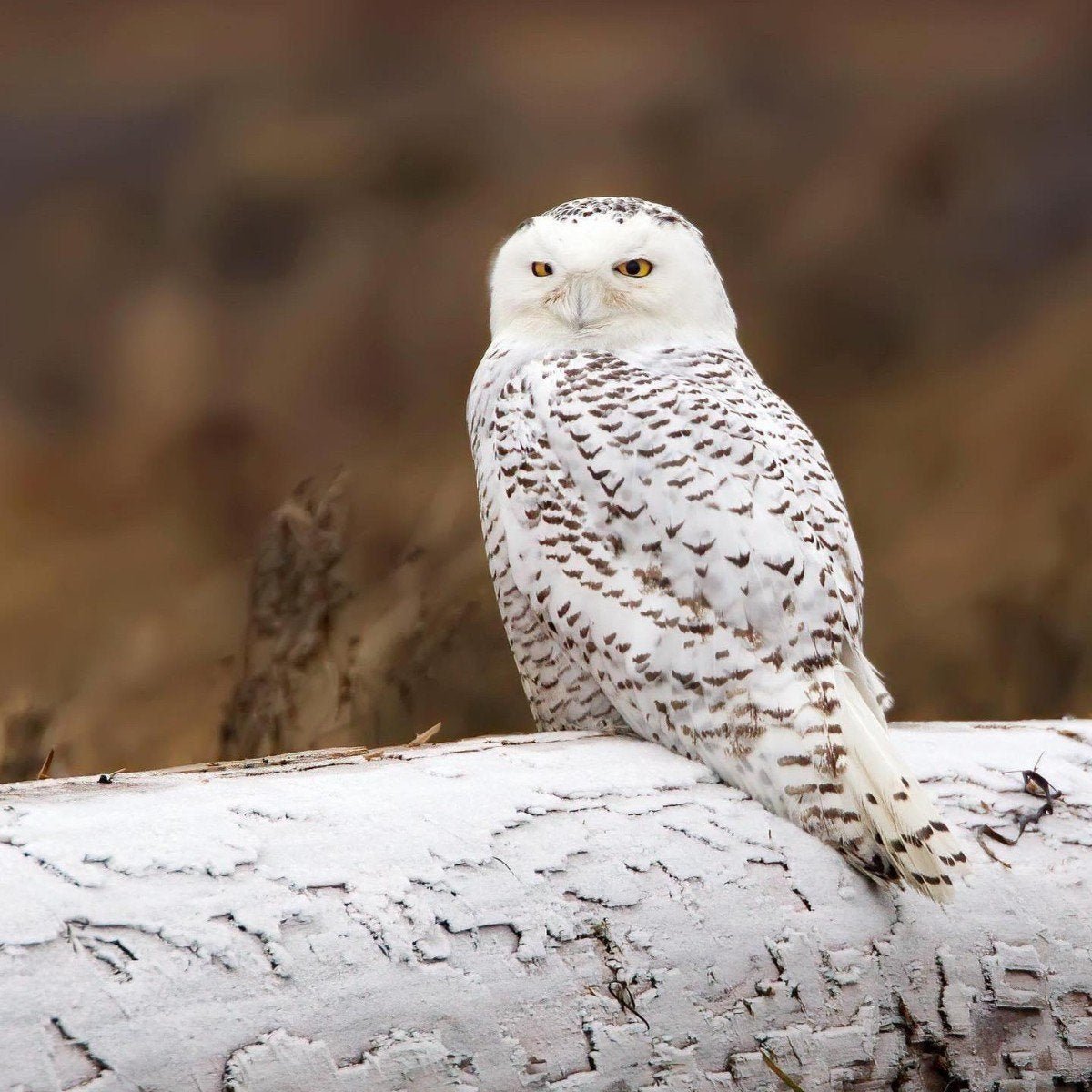 Сова Полярная белая