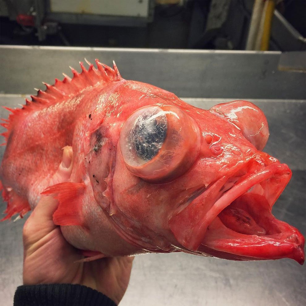 Самый большой улов