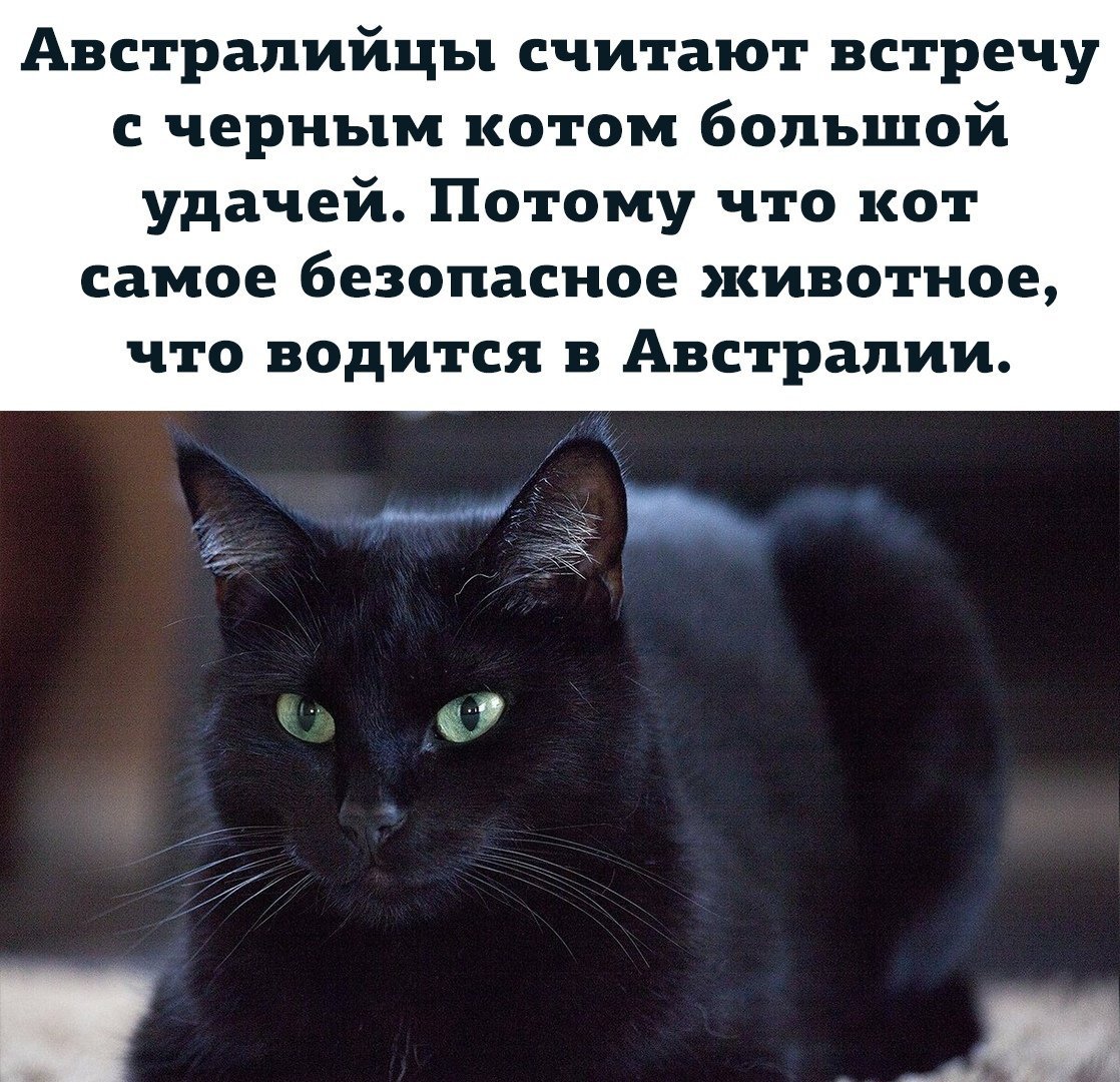 Бомбейская кошка