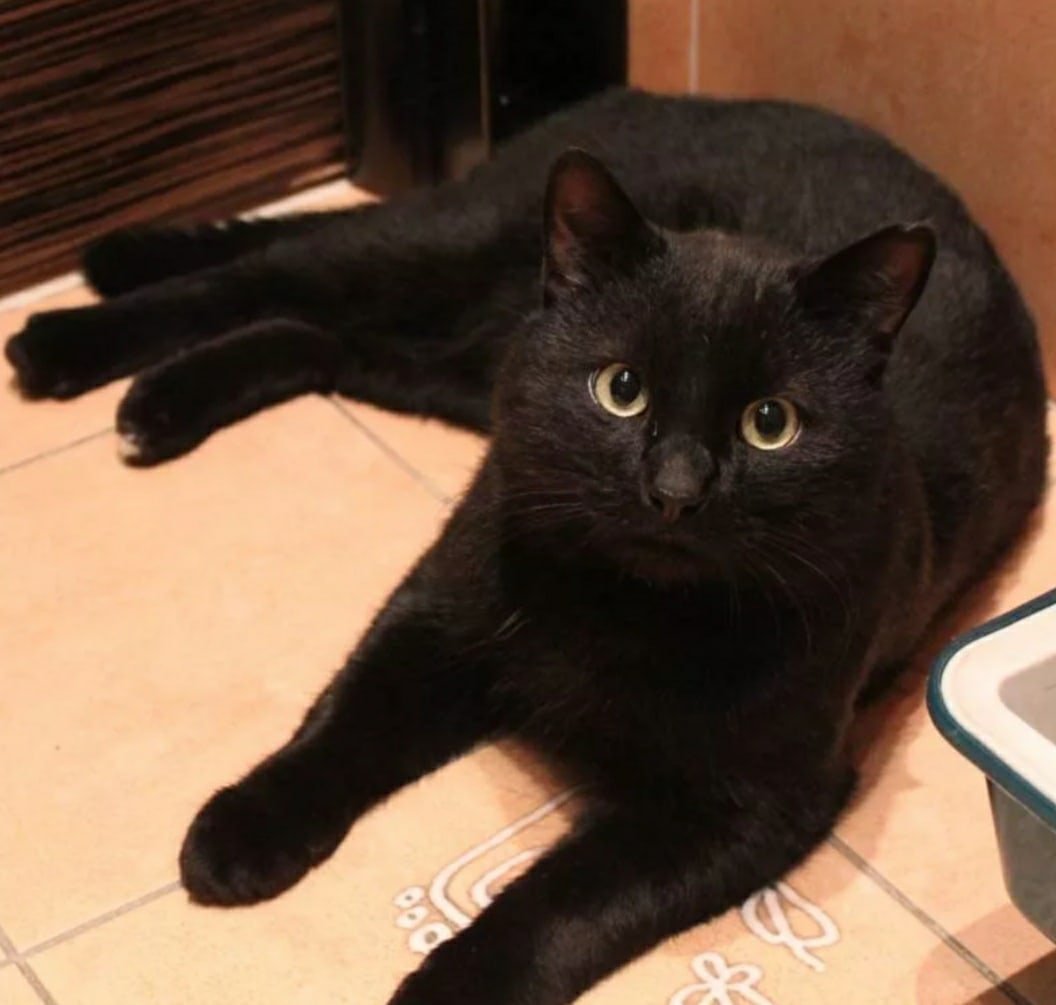Кошка черно