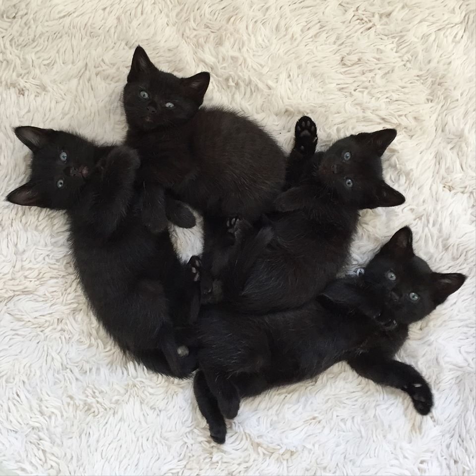 Бенгальский сервал