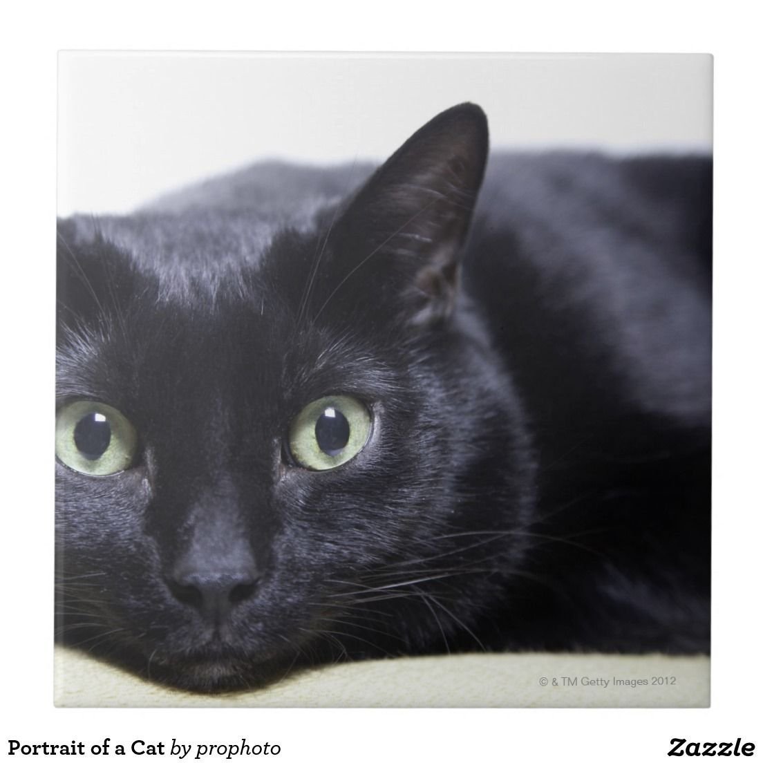 Европейская гладкошерстная кошка черная