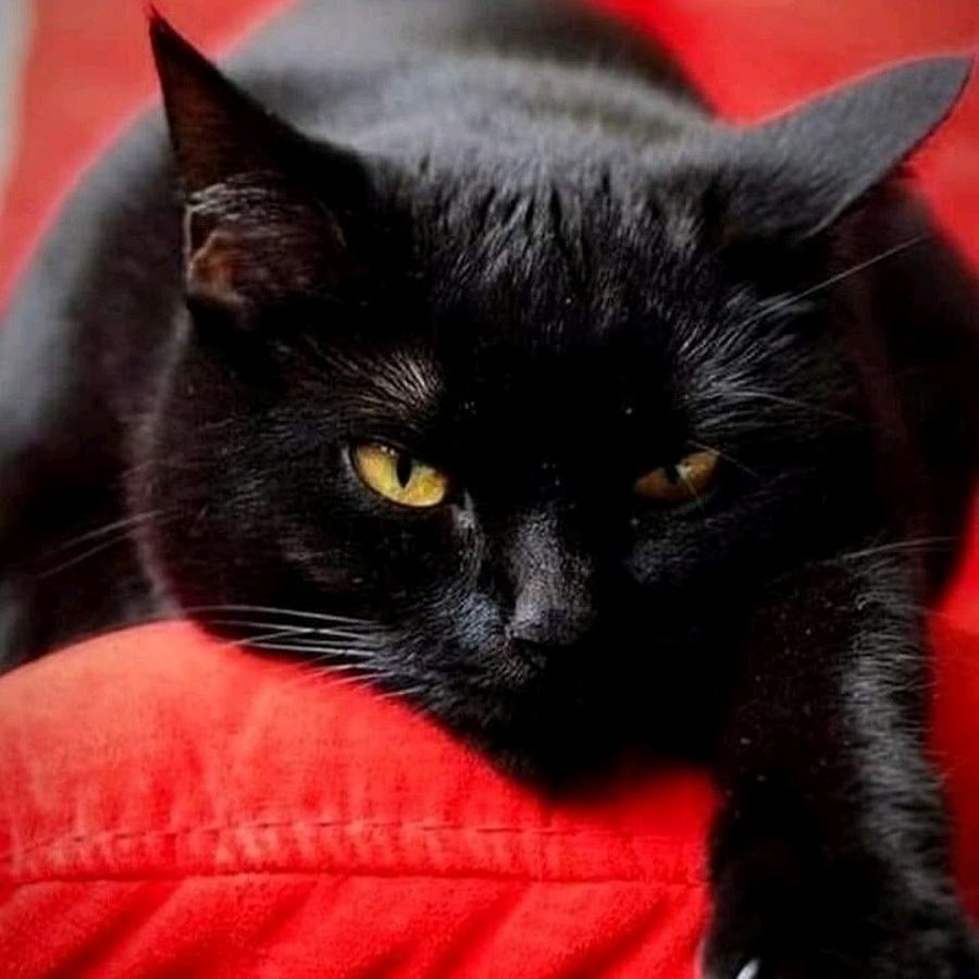 Черная кошка с зелеными глазами