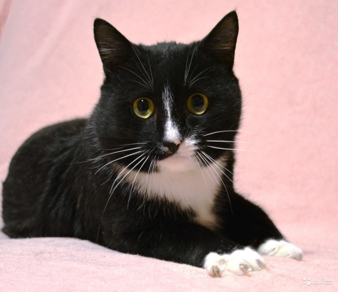Кошки черно белого окраса