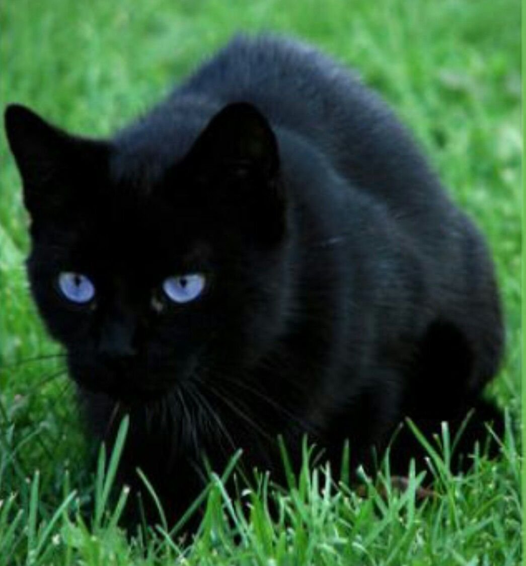 Европейская короткошерстная кошка черная