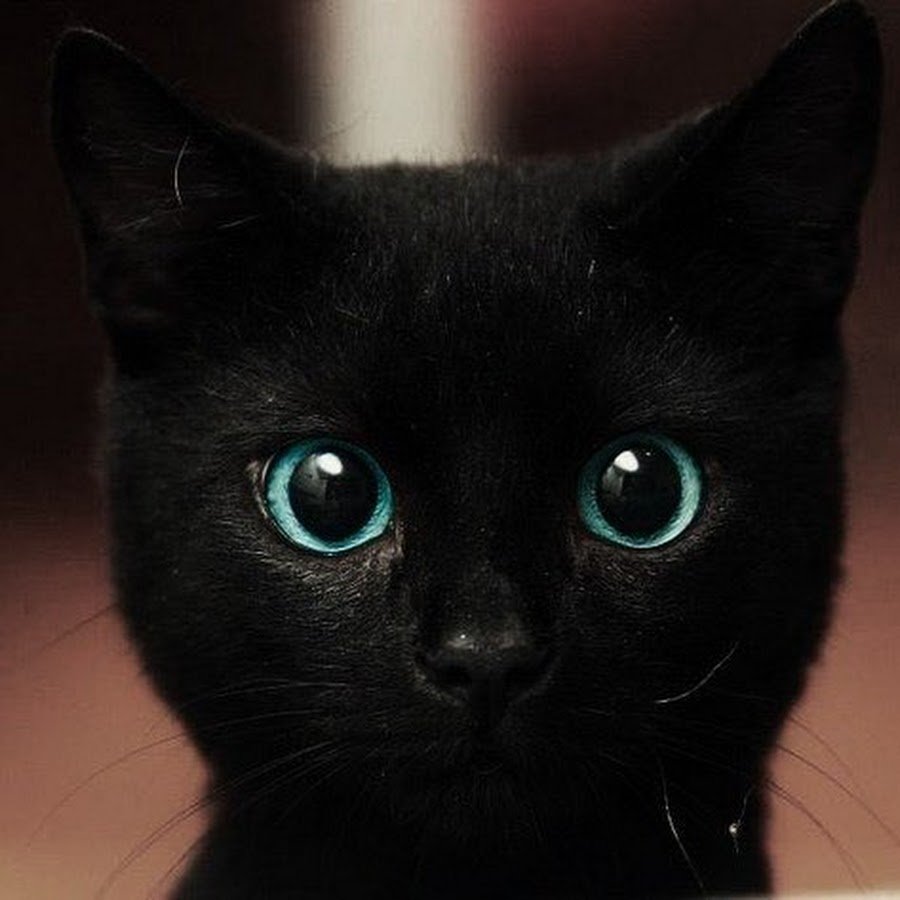 Черно белый кот гладкошерстный