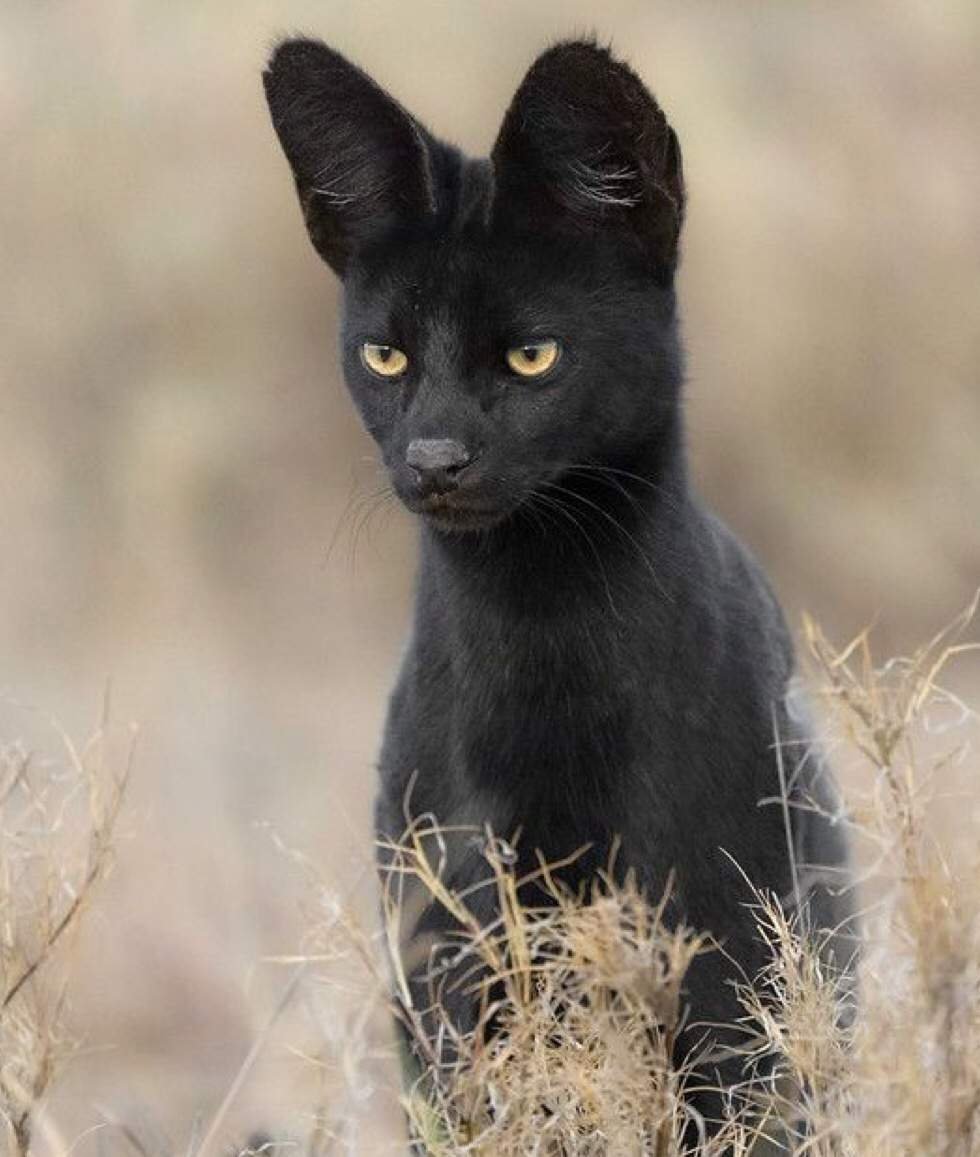 Черный кот с желтыми глазами