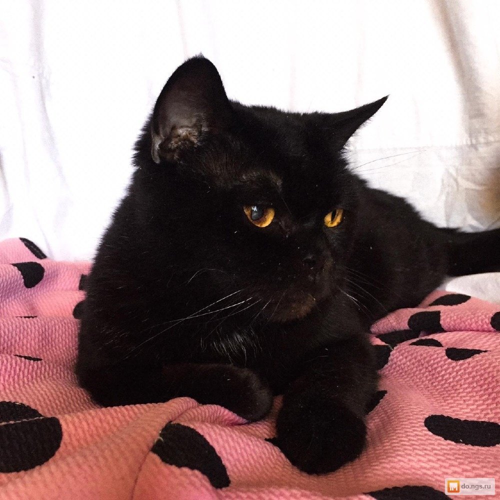 Черная кошка Новосибирская область