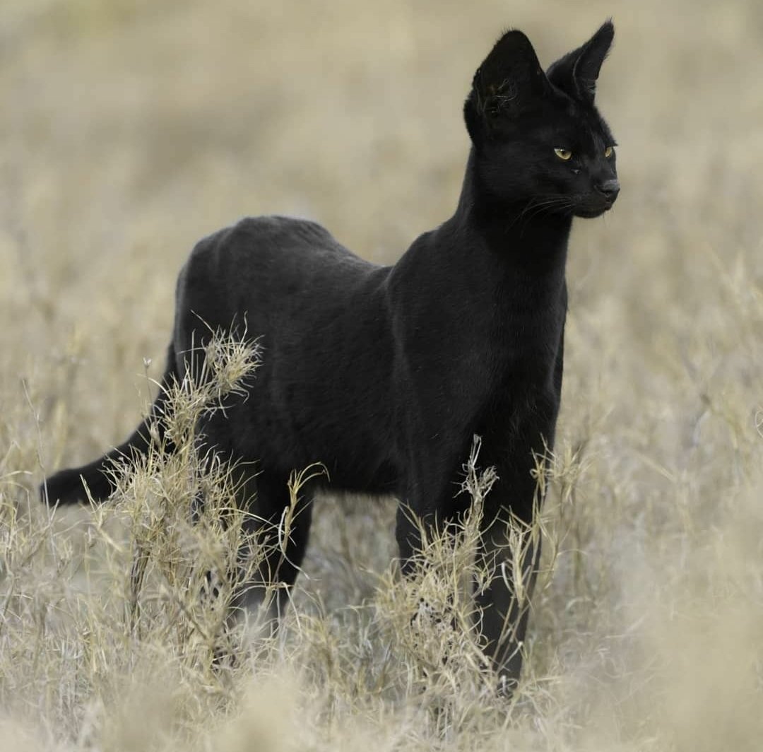 Черный Солид британец