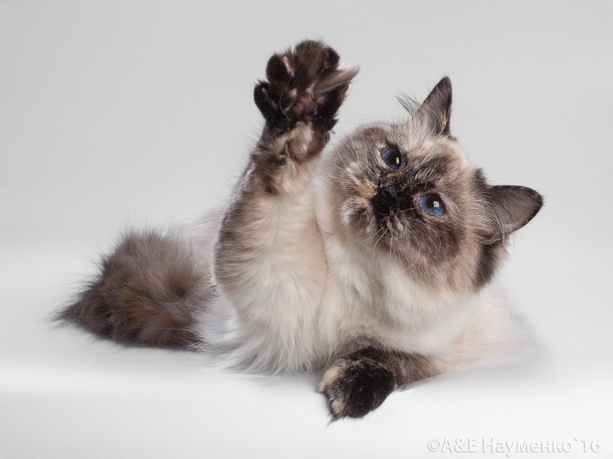 Рэгдолл и Невская маскарадная