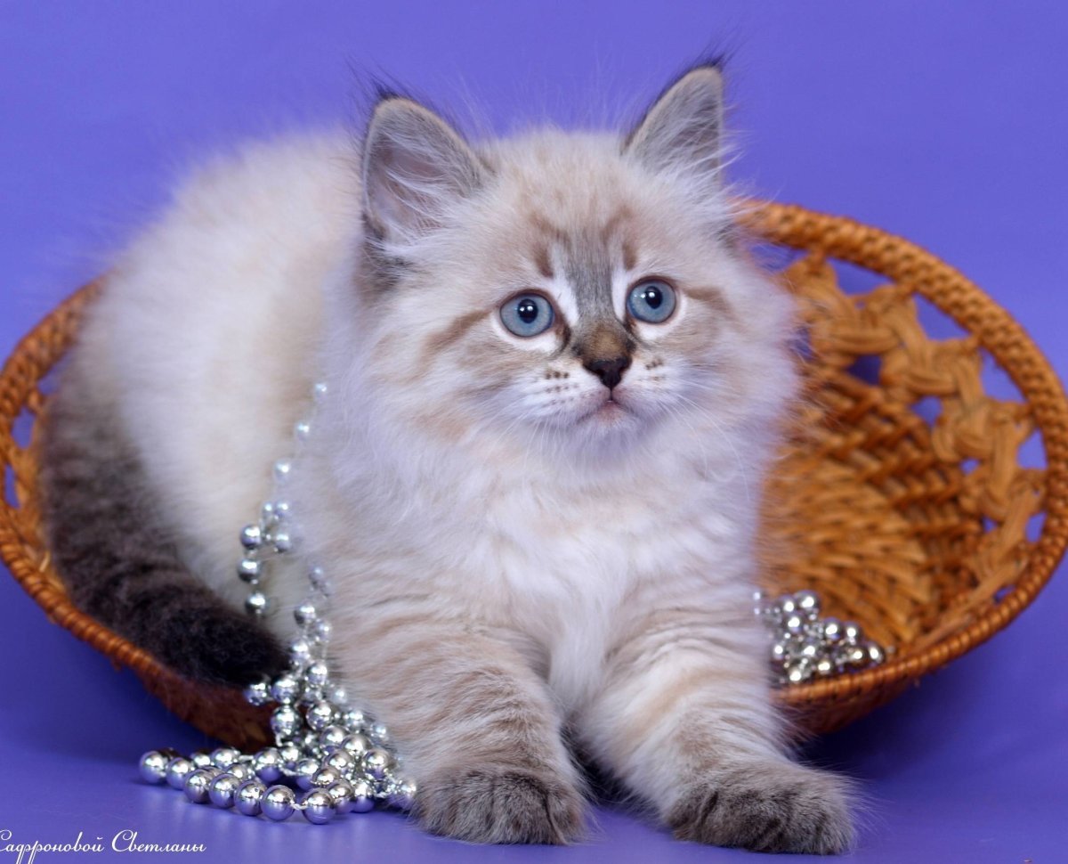 Невская маскарадная кошка с котятами