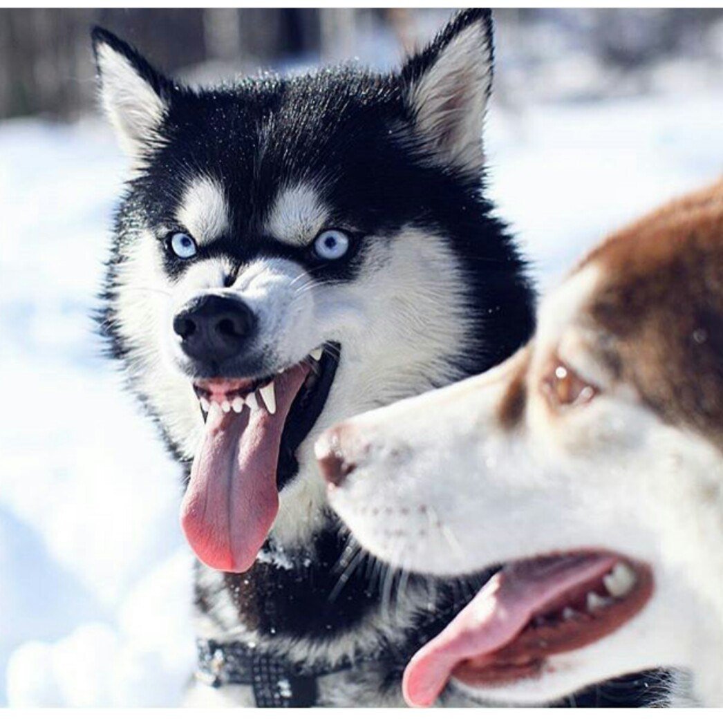 Рассказ о породе собак хаски