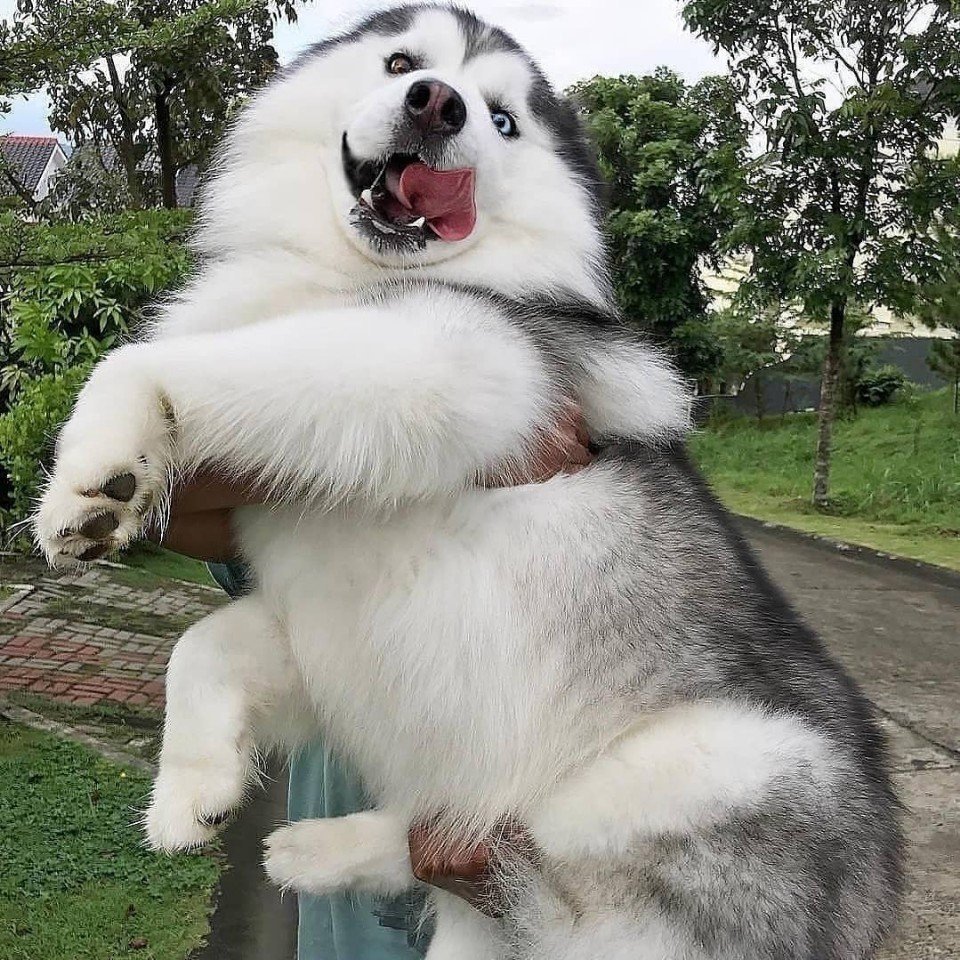 Аляскинский маламамут