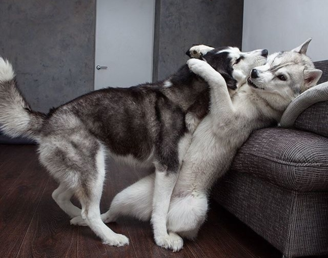 Аляскинский маламут пушистый