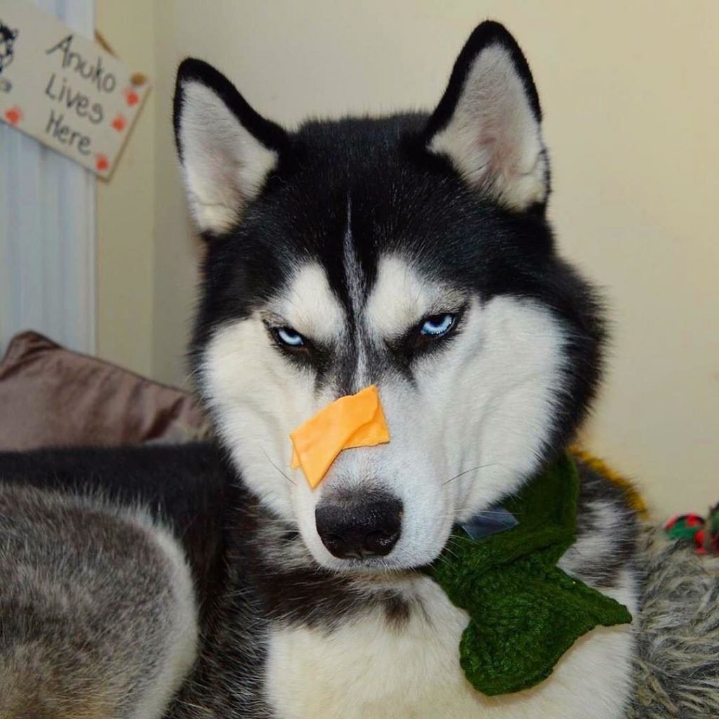 Хаски ездовая Северная