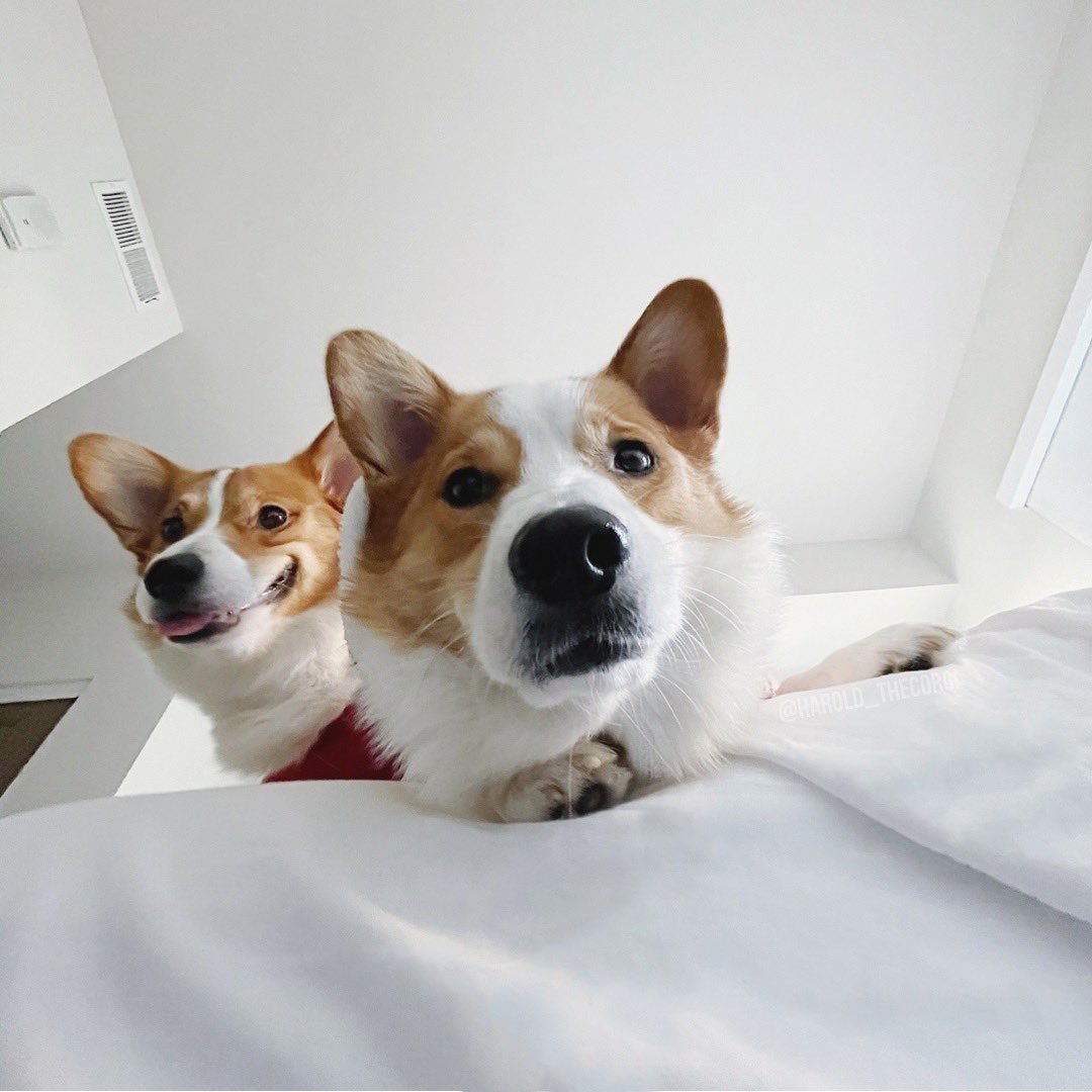 Хаски Доберман и далматинец