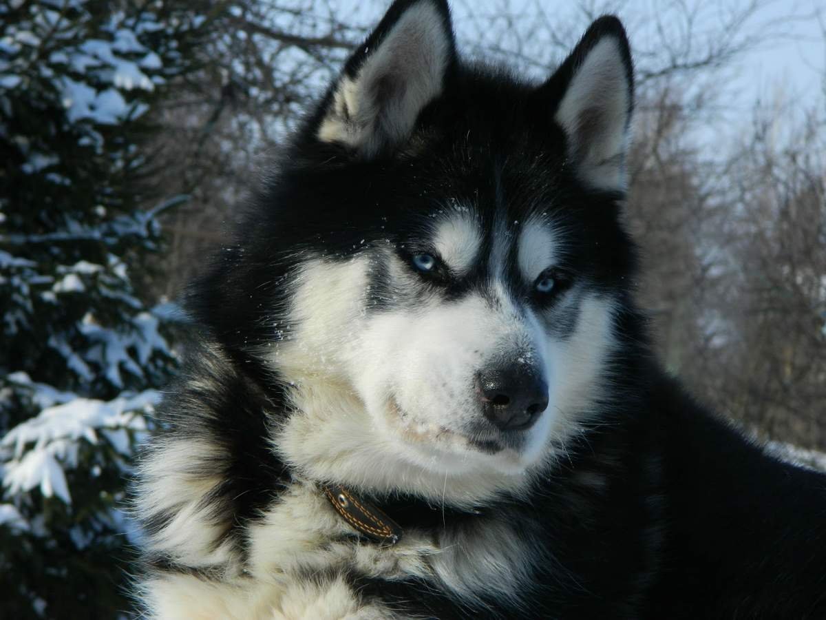 Хаски с бровками
